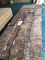 MDF καπλαμάδων Burl ξύλων καρυδιάς Juglans η ξύλινη περιστροφική περικοπή ισχύει για το φύλλο πορτών